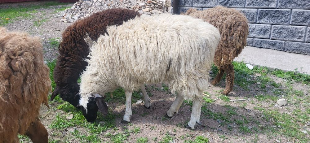 Қойлар сатам бір жарым жасар