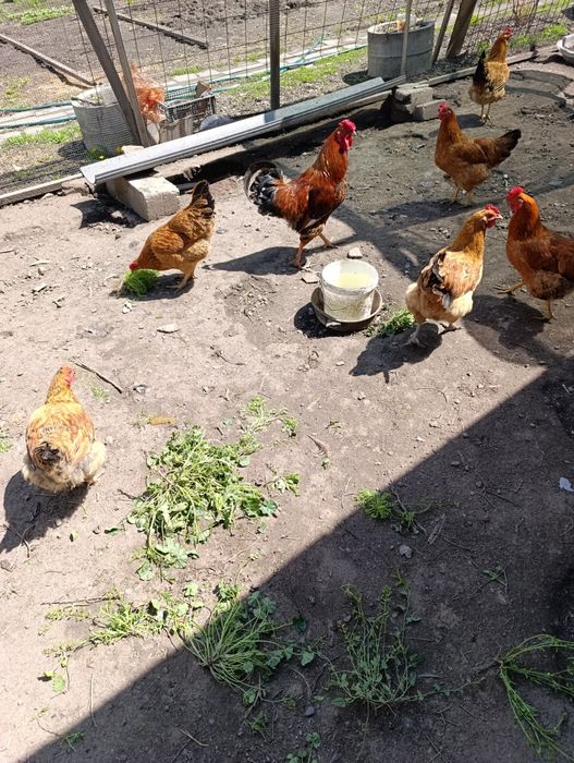 Инкубационные  яйца