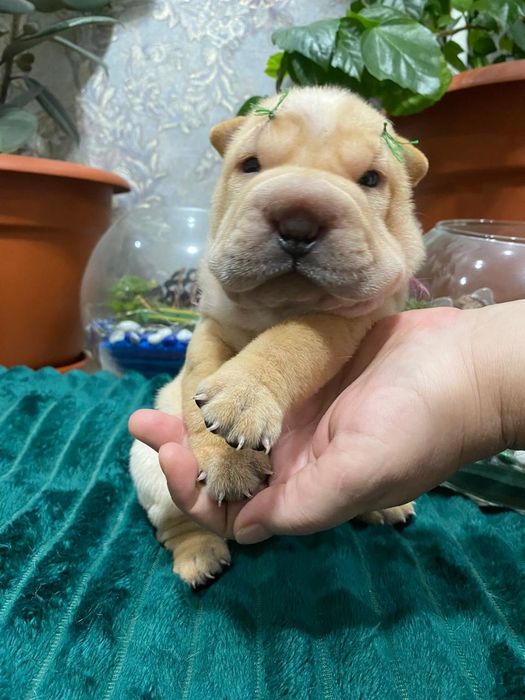 Очаровательные щенки шарпея.