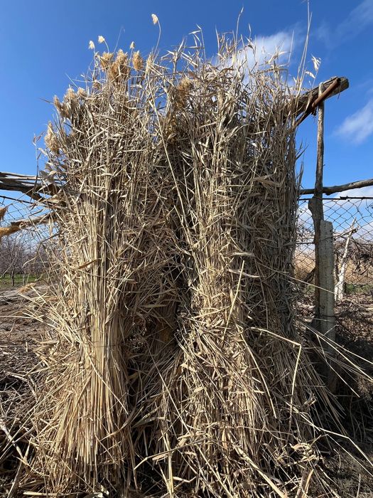 Qamish sotiladi tez arzon