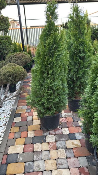 Туя Смаграгд 150-160 см