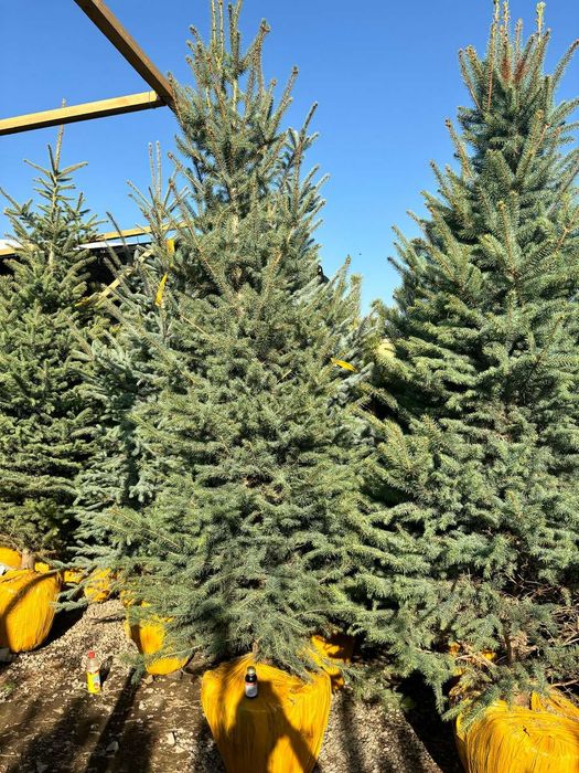 Сосна 2м туя можжевельник