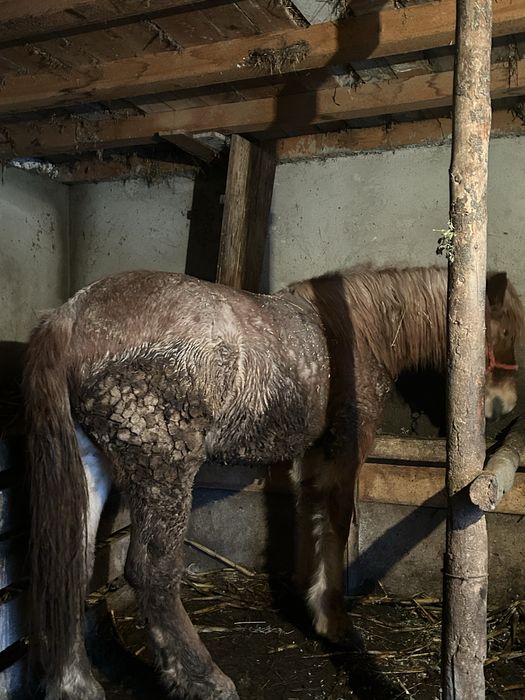 Manza rasa semi grea