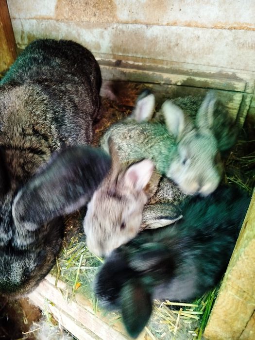 Iepurași de vânzare