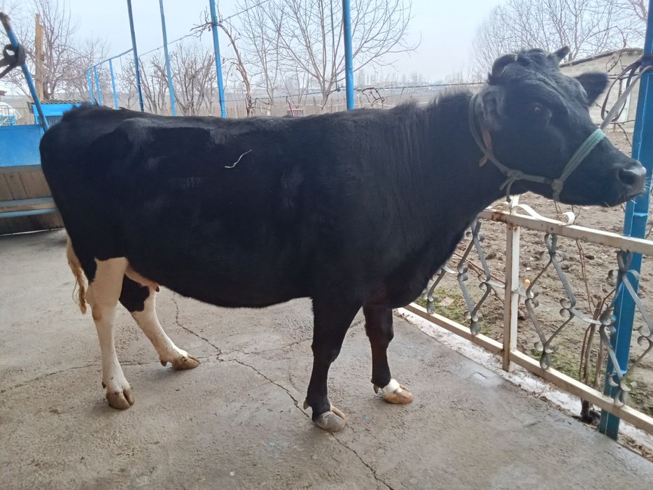 Boʻgʻoz sigir sotiladi