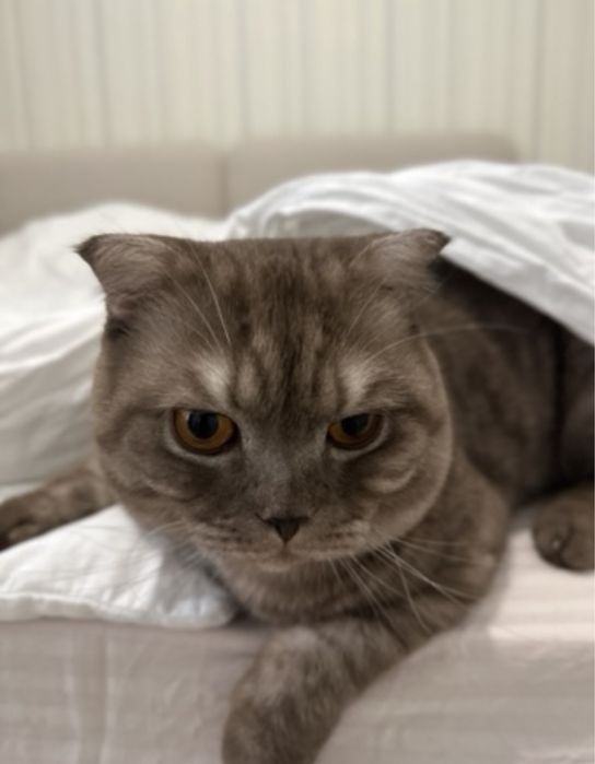 Шотландский вислоухий кот ………………………….