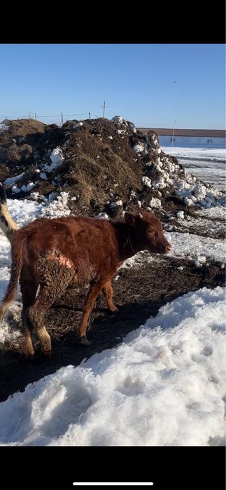 Ұрғашы тайынша сатылады 1 жасар