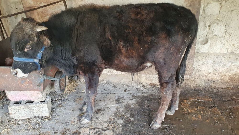 Novoscha 11oylik новосча