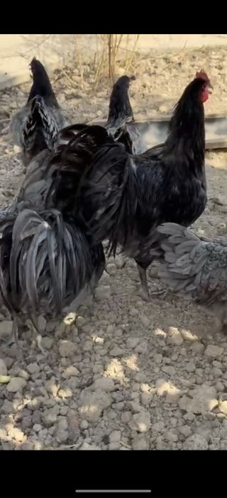 Zot: Avstralorp / Rumin (aralash emas, toza yoʻnalish)

Yoshi: 2 hafta