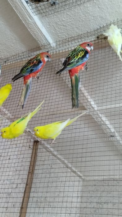 Красни разела сотилади