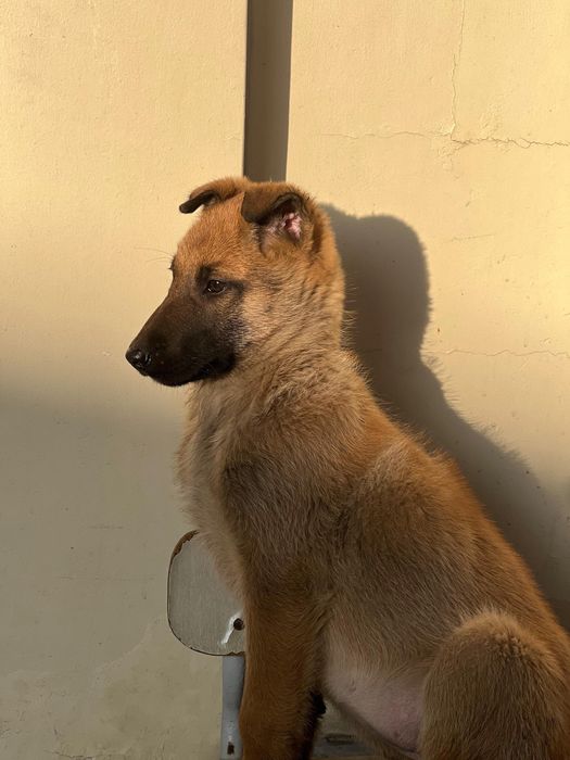 Овчарка бельгийской