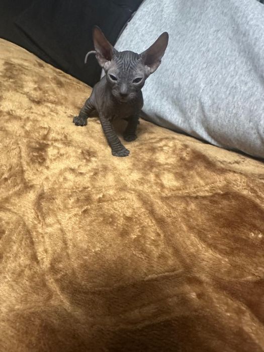 Котета сфинкс милахи