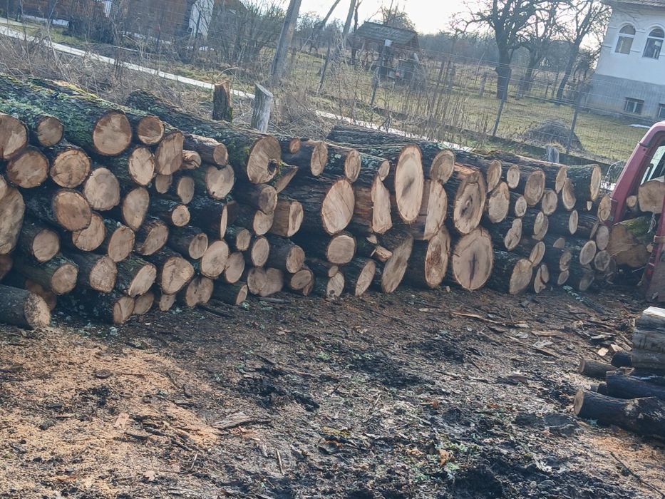 Lemne de foc esente tari