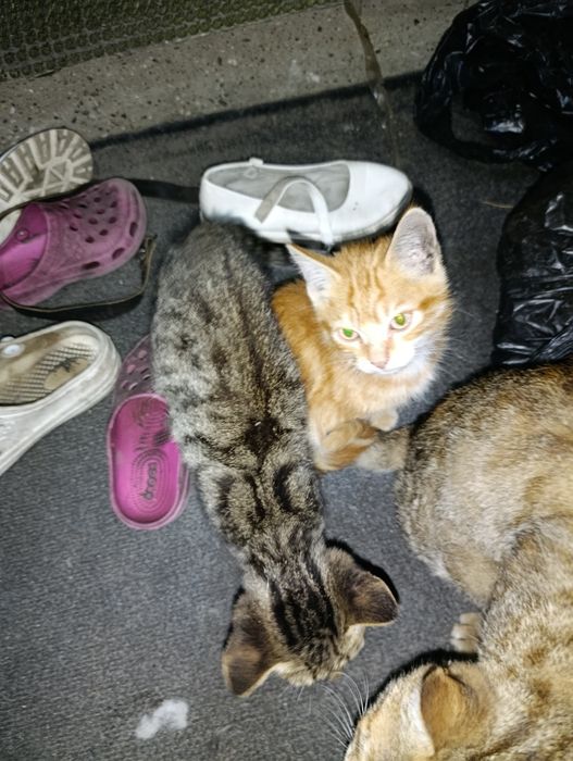 Отдадим даром 5 котят, мальчики и девочки.
