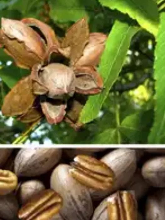 Nuc Pecan (Soiul Avalon )