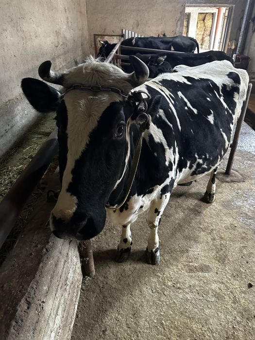 Sigir sotiladi (bugʻoz 7 oylik)