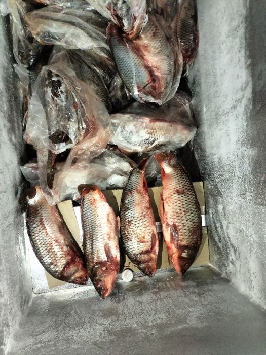 Сазан свежая Рыба  балық балғын