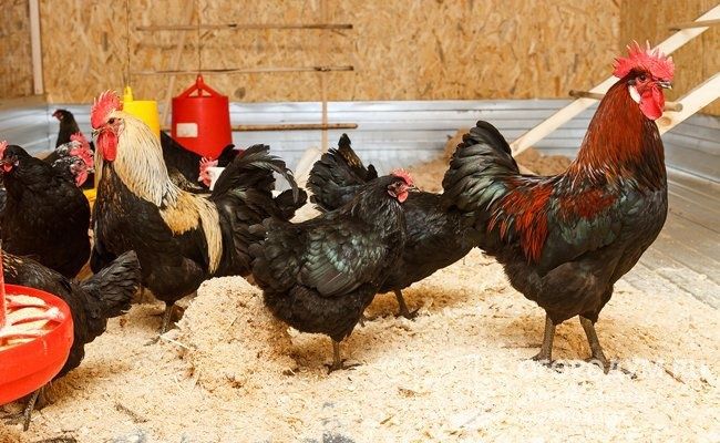 Продам домашних курей