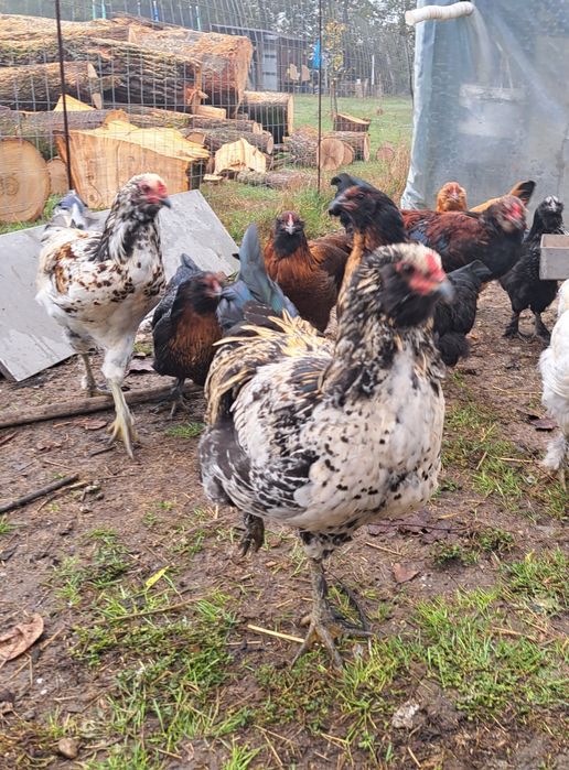 Cocoș metis de ameraucana, marans, italiana