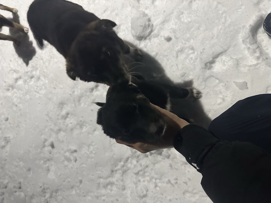 Три щенка в добрые руки