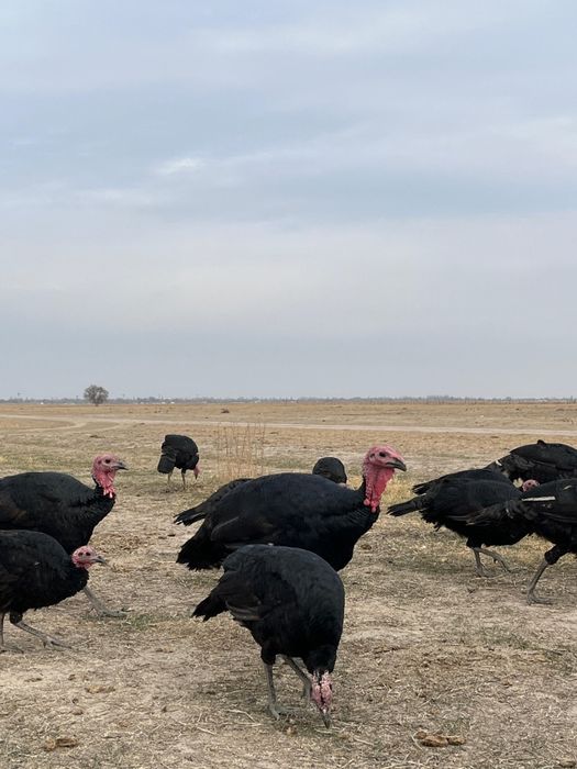 Нина Добревпен бірге эротикалық көріністер