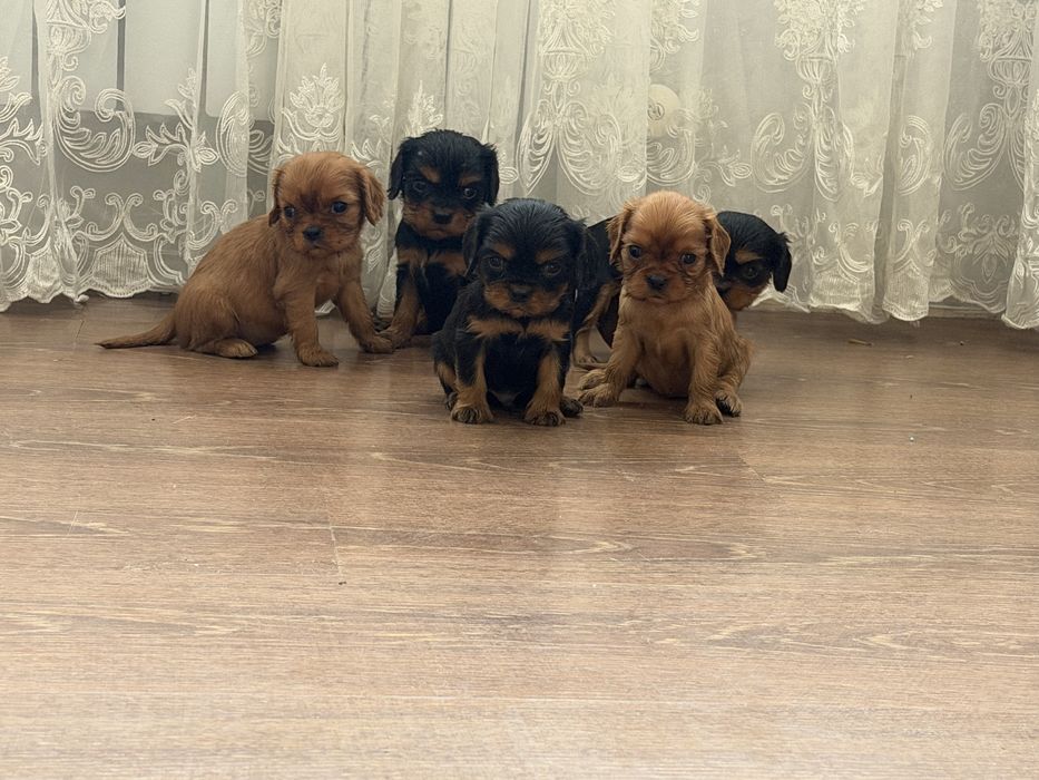 Кавалер кинг чарльз спаниель