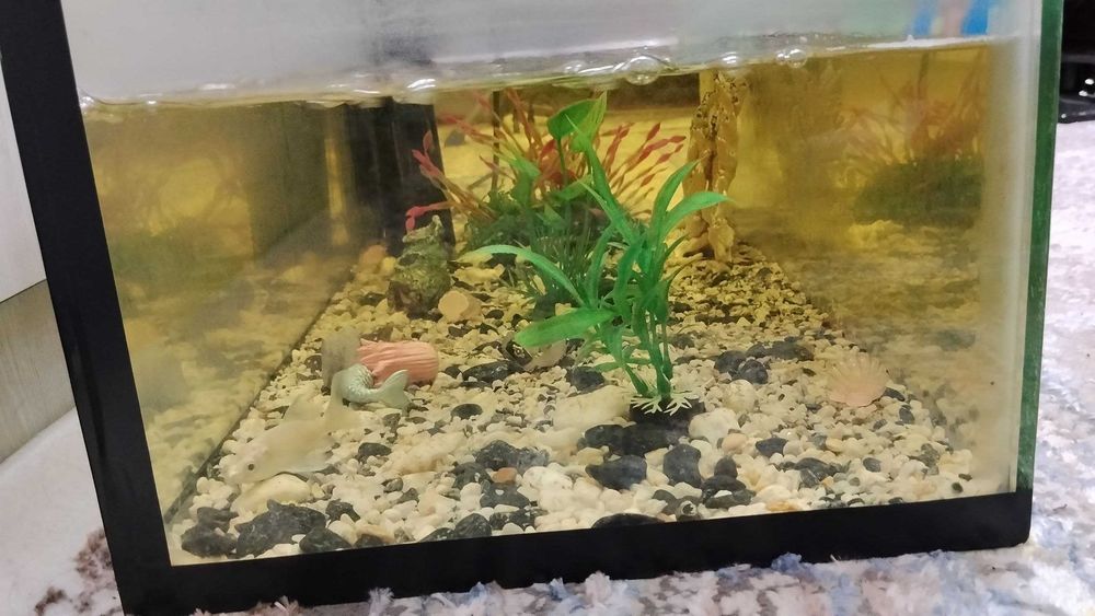 AKVARIUM baliqlari bilan