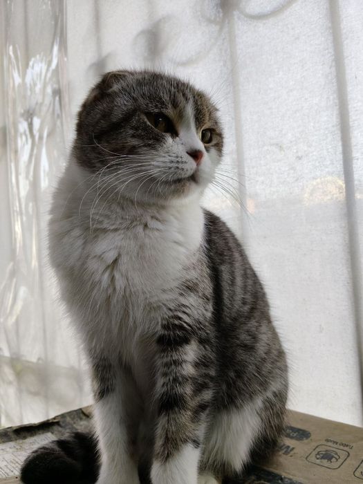 British Fold mushuk! 2,5 yosh