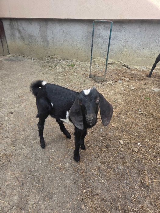 Tapisori anglonubian