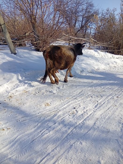 Продам корову на мясо