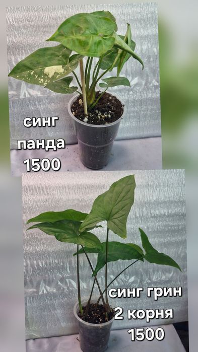 Комнатные растения в продажу