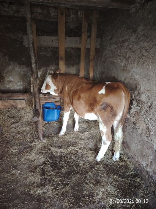 JUNINCĂ de vânzare