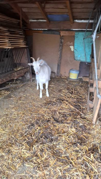 Продавам коза на една година