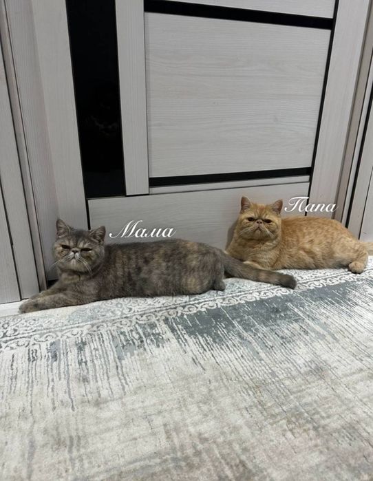 экзотические короткошерстные кошки котята