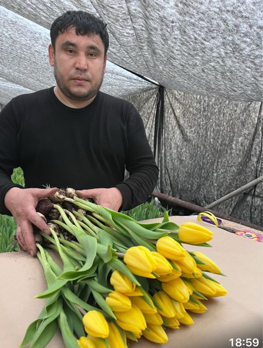 Тюльпаны оптом и в  розницу.оптом тюльпаны по низкои цене