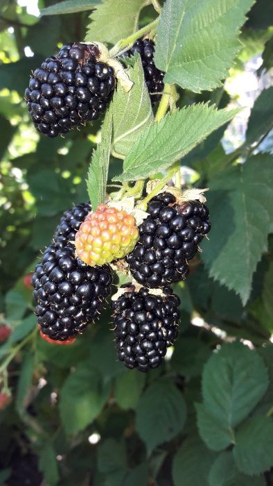 Drajoni mur Thornfree  zmeur stoloni capsuni remontant Regina Alibion