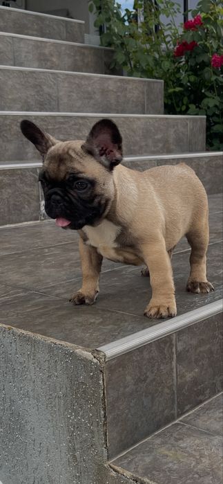 Vand pui bulldog francez