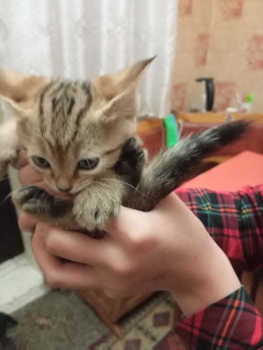 Отдаем котят в добрые руки
