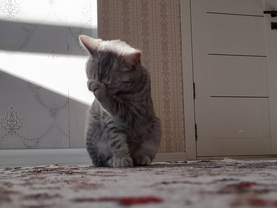 Шотландский кошка