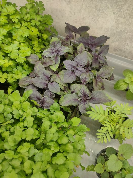 Горох микрозелень