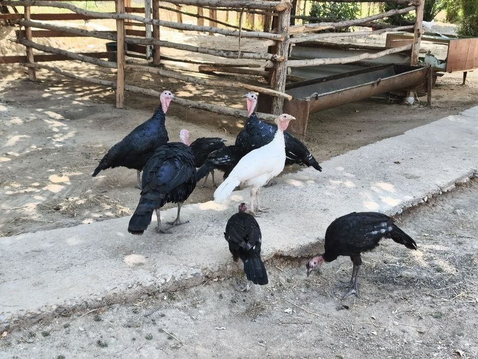 Kuralar sotiladi