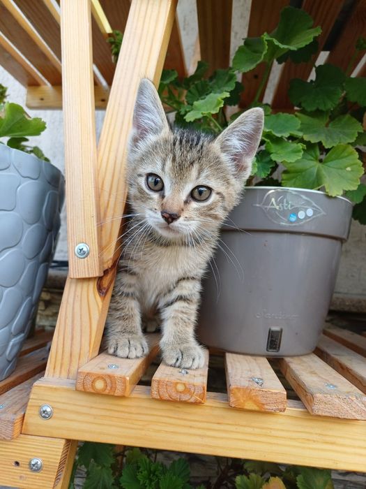 Котик в очень добрые руки