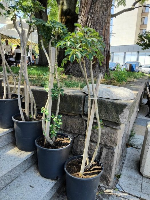 Продавам Шефлера / Schefflera 10 годишна, 170 см. височина, 10 броя