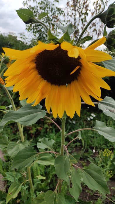 Продам дачу в Черёмушках рядом с речкой