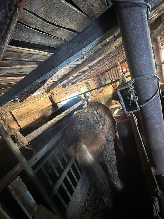 Согым жырный