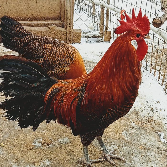 Инкубационные яйца