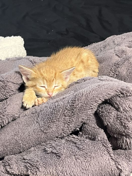 Отдам мальчик кот