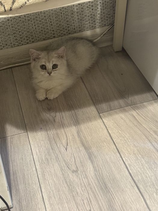 Британская шиншила