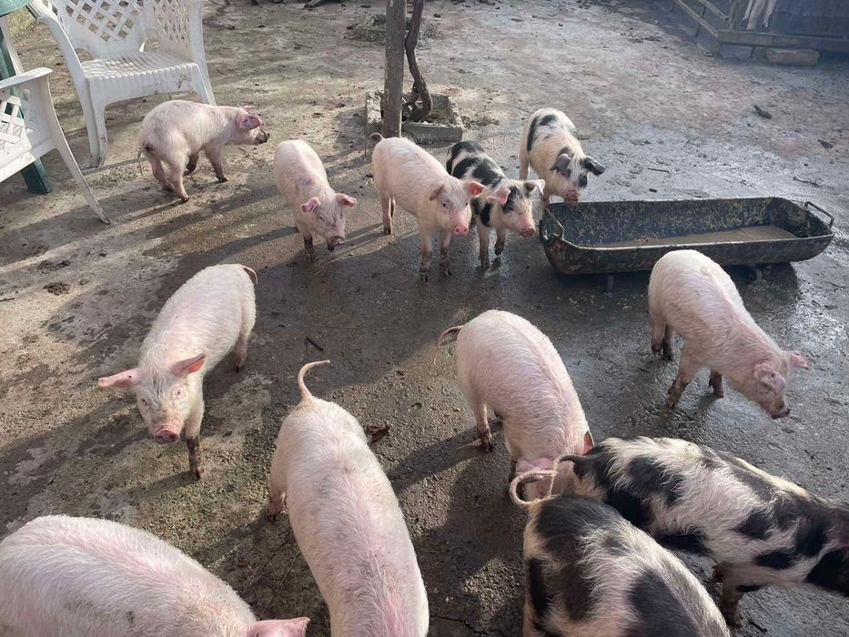 Малки прасета за продан