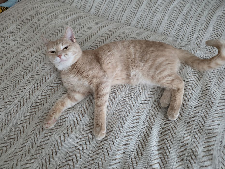 Молодая кошечка в добрые руки